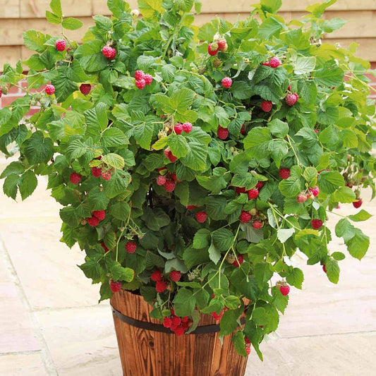 Framboos 'Ruby Beauty' ® - Rubus idaeus ruby beauty ® - Fruit