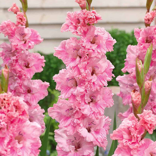 Gladiool 'Katherina' (x10) - Gladiolus katherina - Zomerbloeiers