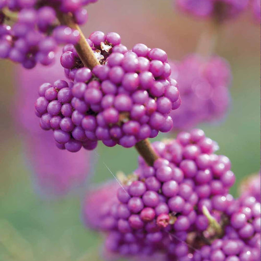 Schoonvrucht 'Profusion' - Callicarpa bodinieri profusion - Tuinplanten