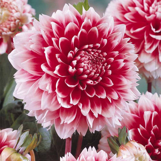 Dalia 'Fubuki' - rood / wit (x3) - Dahlia fubuki red and white - Bloembollen