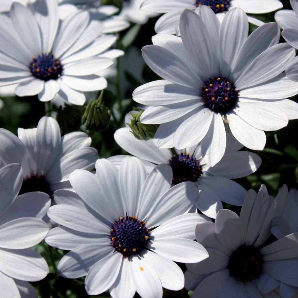 Margiet - wit (x3) - Osteospermum margarita white - Terras- en balkonplanten