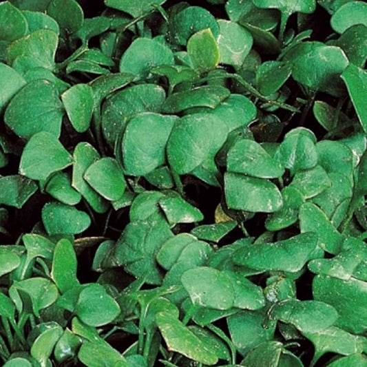 Winterpostelein - Bakker