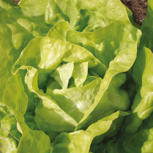Kropsla Twellose Gele Bio - Bakker