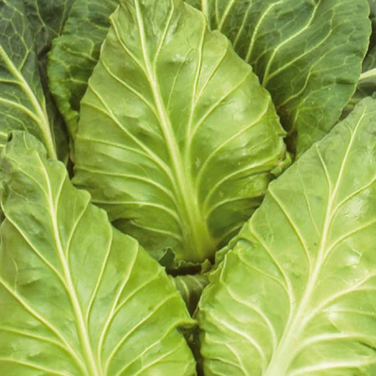 Spitskool Express - Bakker