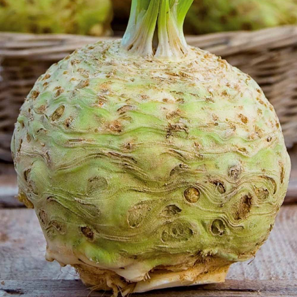 Knolselderij 'Goliath' - Apium graveolens goliath - Moestuin