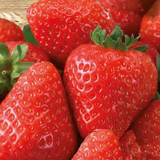 Aardbei 'Grandian F1'