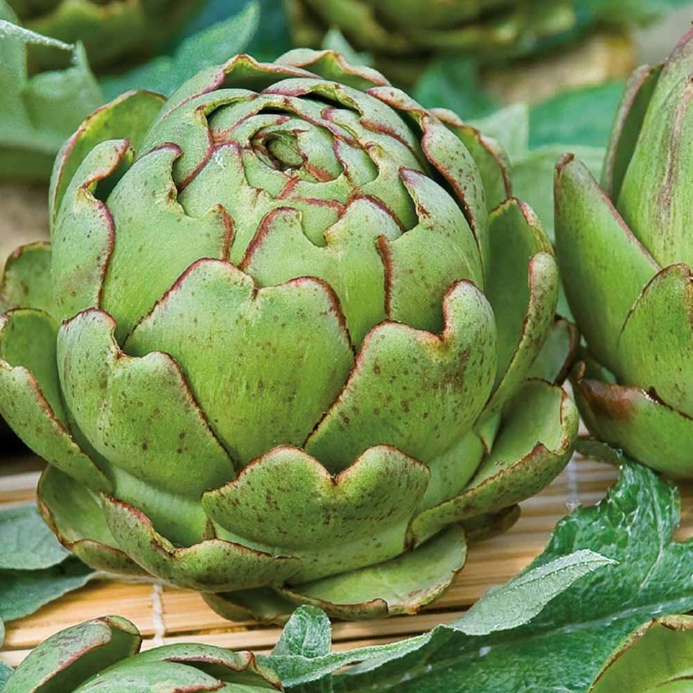 Kardoen De Bolster (zaad) - Cynara cardunculus - zaad/poot/bol