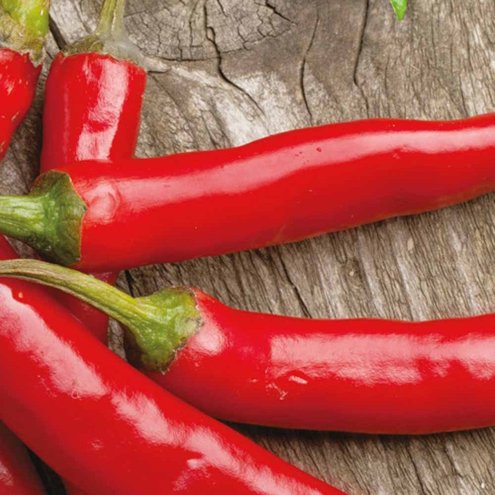 Peper Westlandse lange rode Bio - Capsicum annuum westlandse lange rode - Bakker