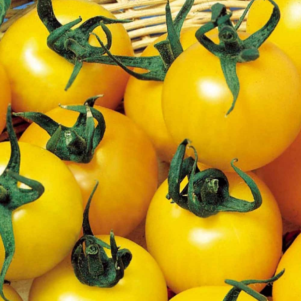 Gele tomaat 'Goldene Königin' - Bakker