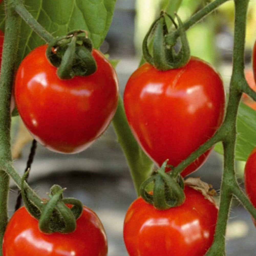 Tomatenzaden - Collectie cherry tomaten - Collection tomates cerises