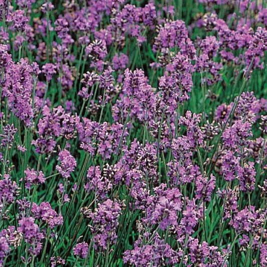 Lavendel 'Vera' - Lavandula vera - Moestuin