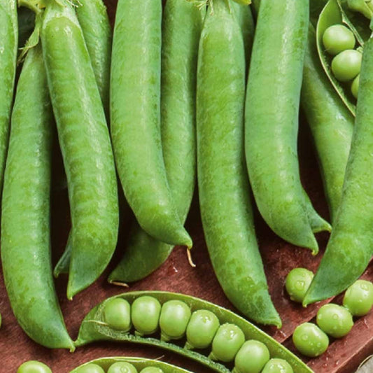 Doperwt 'Mechelse Krombek' / 'Serpette' - Bakker