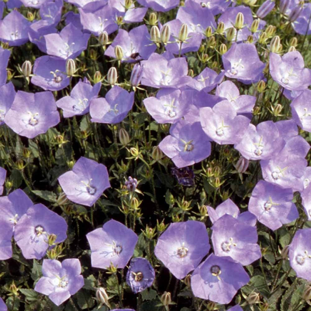 Carpatenklokje - Campanula carpatica - Moestuin