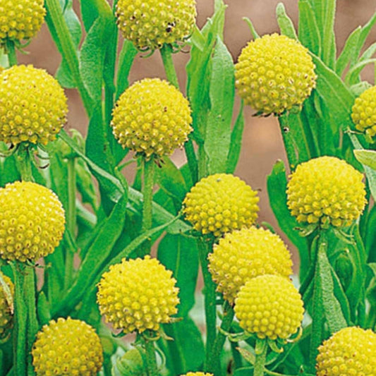 Snoepjesplant Cephalophora Pineapples - Bakker