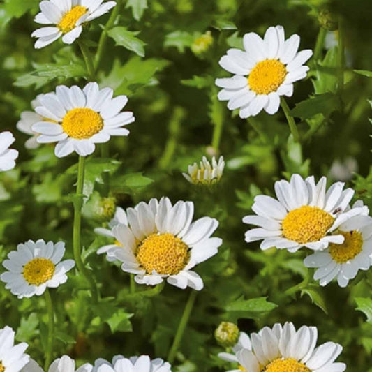 Chrysanthemum Daisy - Bakker