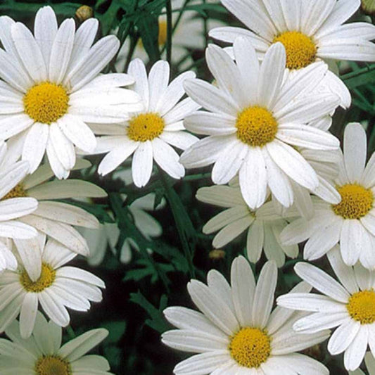 Grootbloemige chrysant 'Alaska' - Chrysanthemum leucanthemum vulgare - Moestuin