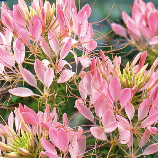 Kattensnor Cleome Rose Beauty - Cleome spinosa rose beauty - Moestuin