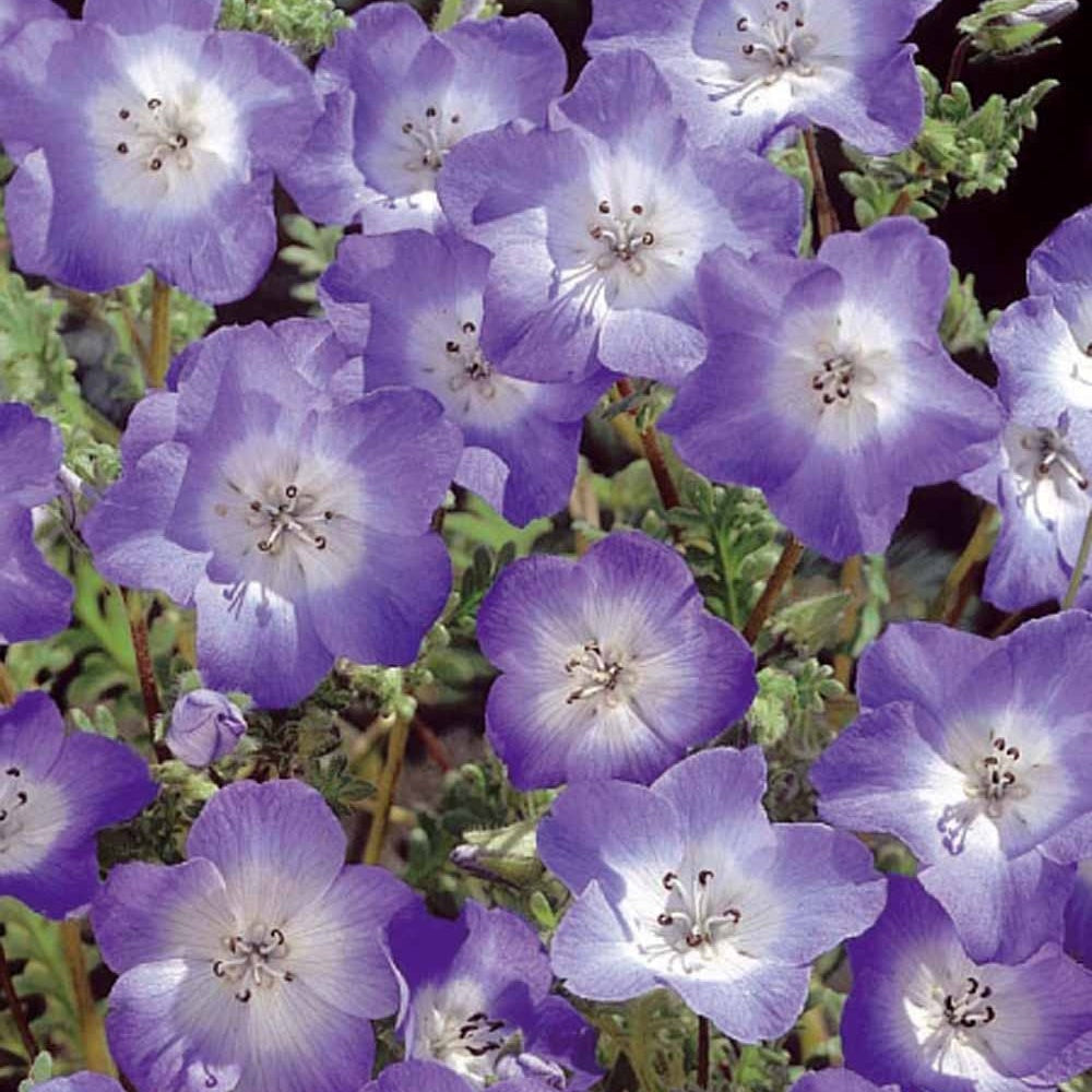 Bosliefje Nemophila Prince Gustav's Eyes - Bakker