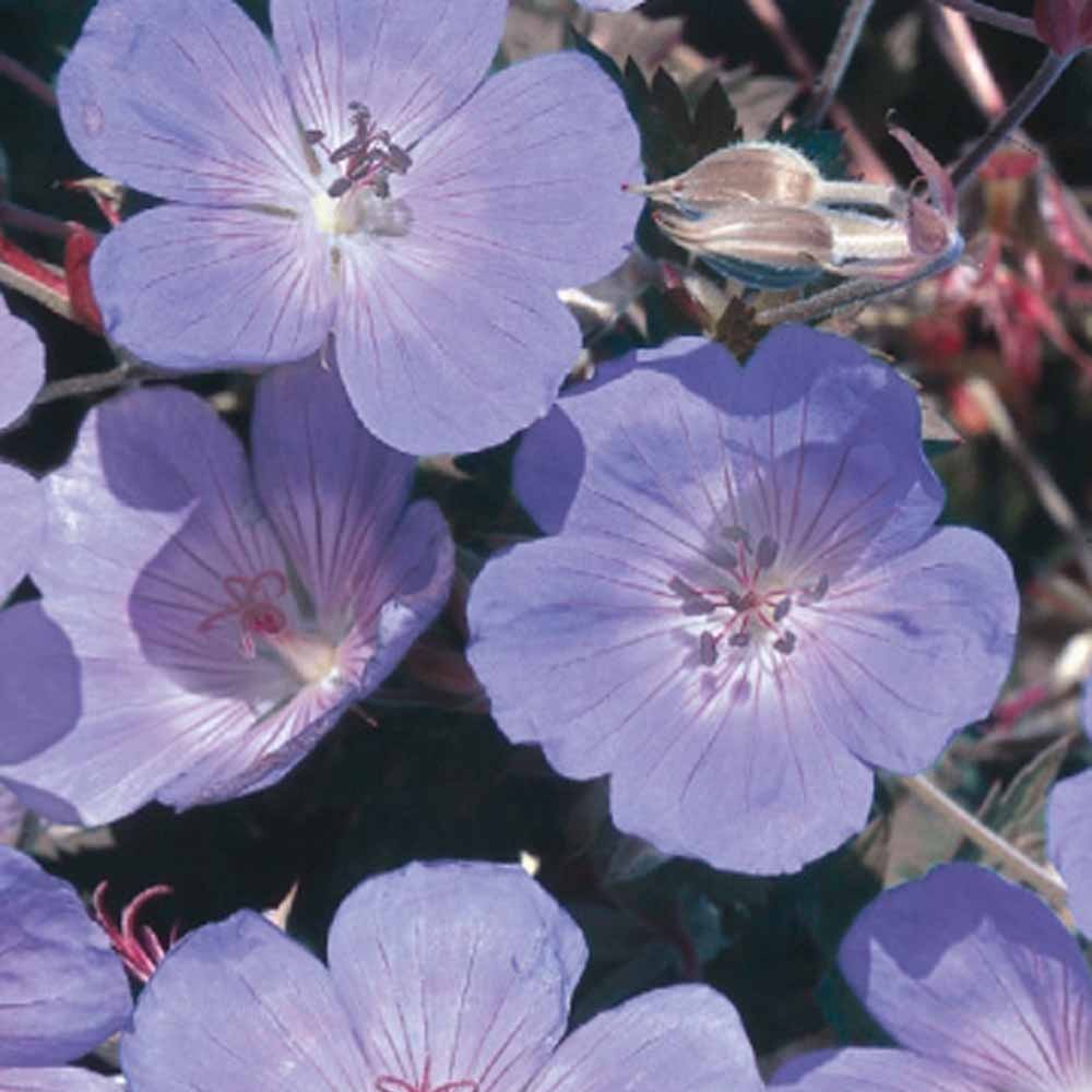 Beemdooievaarsbek - Blauw - Geranium pratense - Moestuin