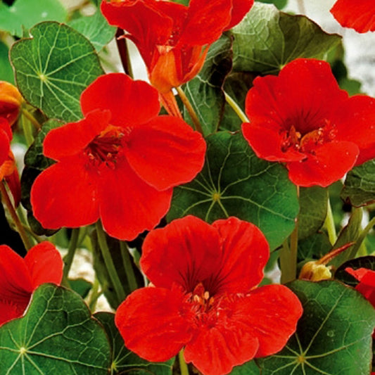 Oost-Indische kers 'Empress of India' - Tropaeolum majus nanum empress of india - Moestuin