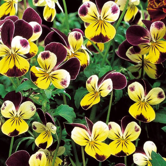 Hoornviooltje 'Helen Mount' - Viola cornuta helen mount - Moestuin