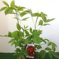 Framboos 'Zeva' - Rubus idaeus zeva - Bakker