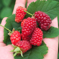 Taubes 'Bounty Berry' - Bakker