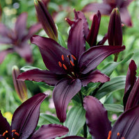 Aziatische lelies 'Blacklist' (x5) - Lilium asiaticum - Bloembollen