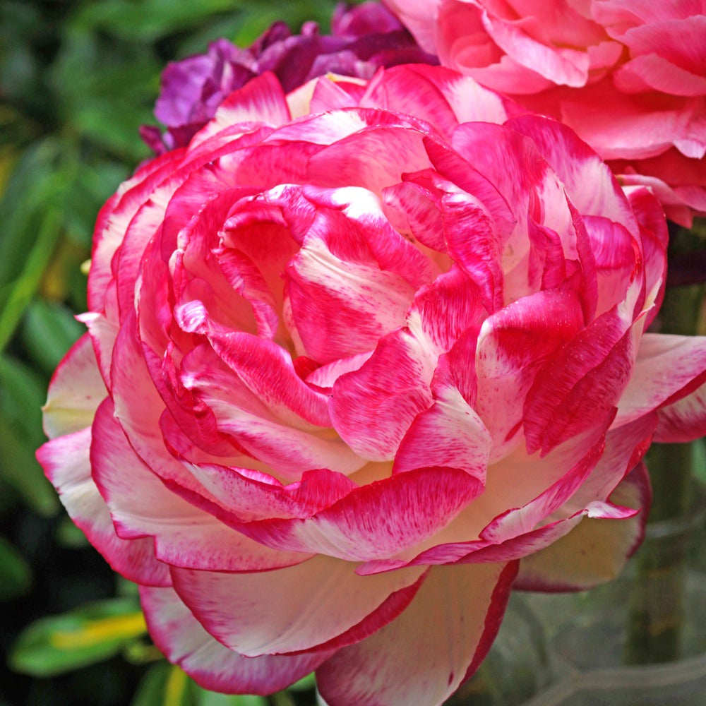Ranonkel 'Picotee Pink' (x12) - Ranunculus picotee pink - Bloembollen