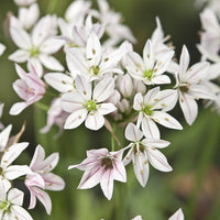 Allium Caméléon (x25) - Allium cameleon - Bloembollen