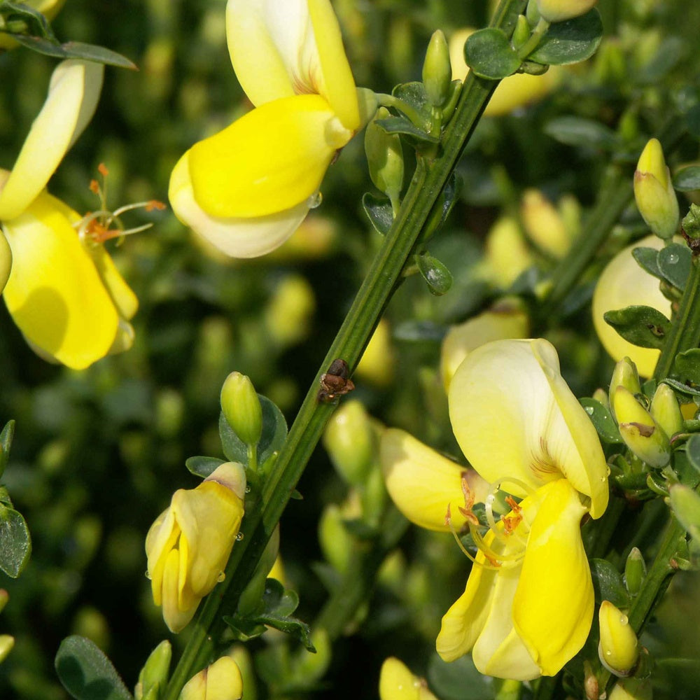 Brem 'Lena' - Cytisus scoparius luna - Tuinplanten