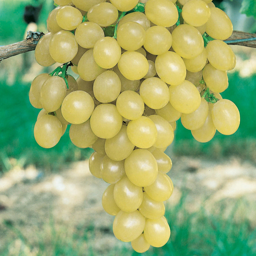 Witte druif 'Italia'