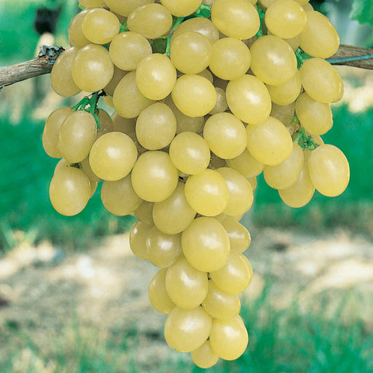 Witte druif 'Italia' - Vitis vinifera italia - Type fruitbomen