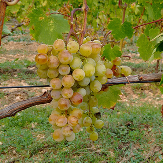 Witte druif 'd'Alexandrie' - Vitis vinifera muscat d'alexandrie - Type fruitbomen
