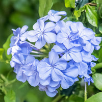 Mannentrouw - Plumbago auriculata - Bakker