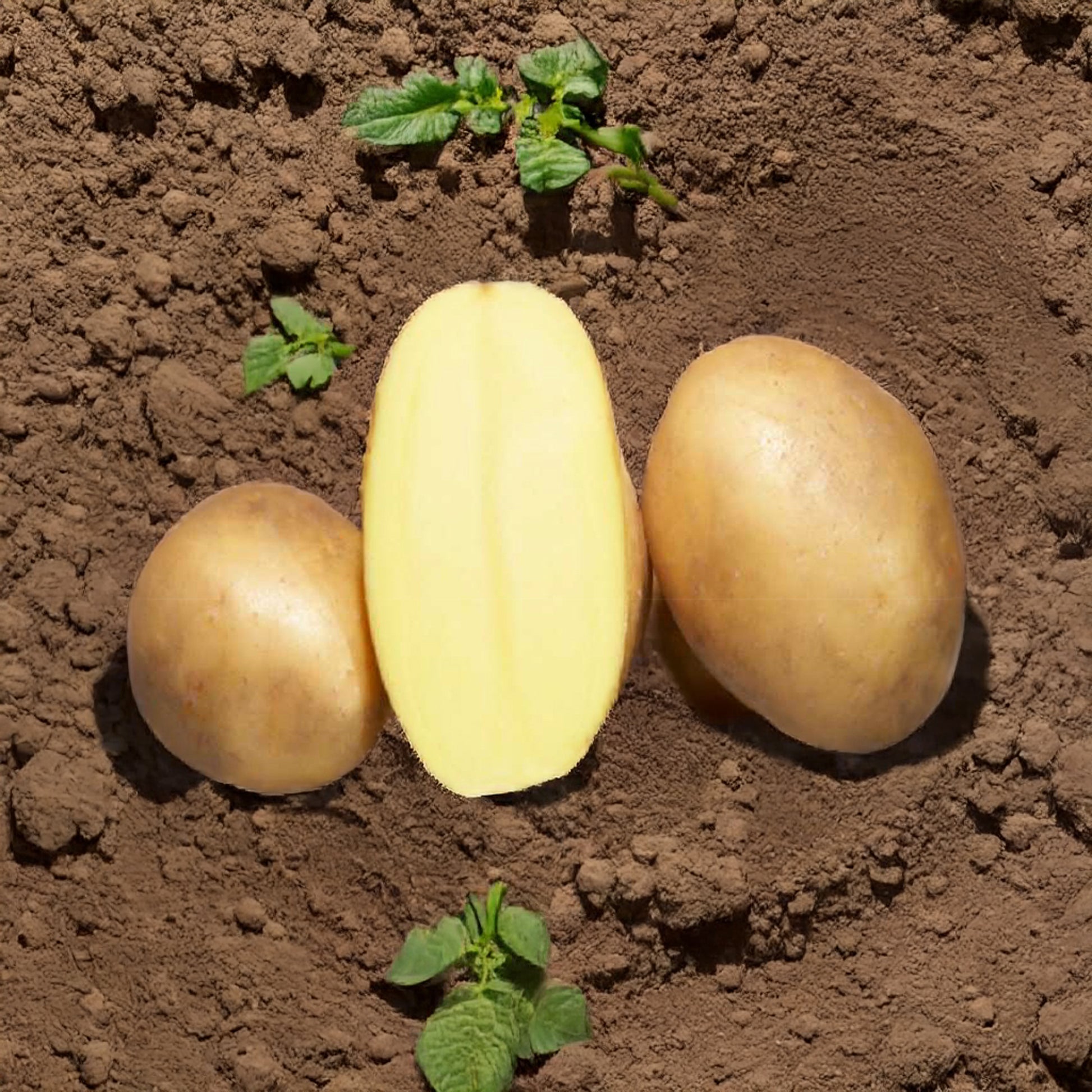 Aardappel 'Osiris' - BIO (x25) - Solanum tuberosum osiris - Bakker