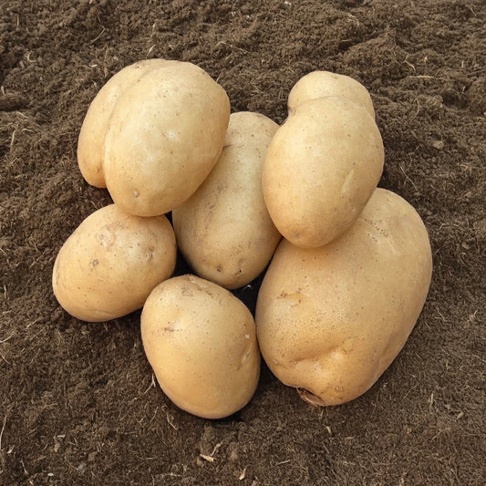 Aardappel 'Osiris' - BIO (x25) - Bakker