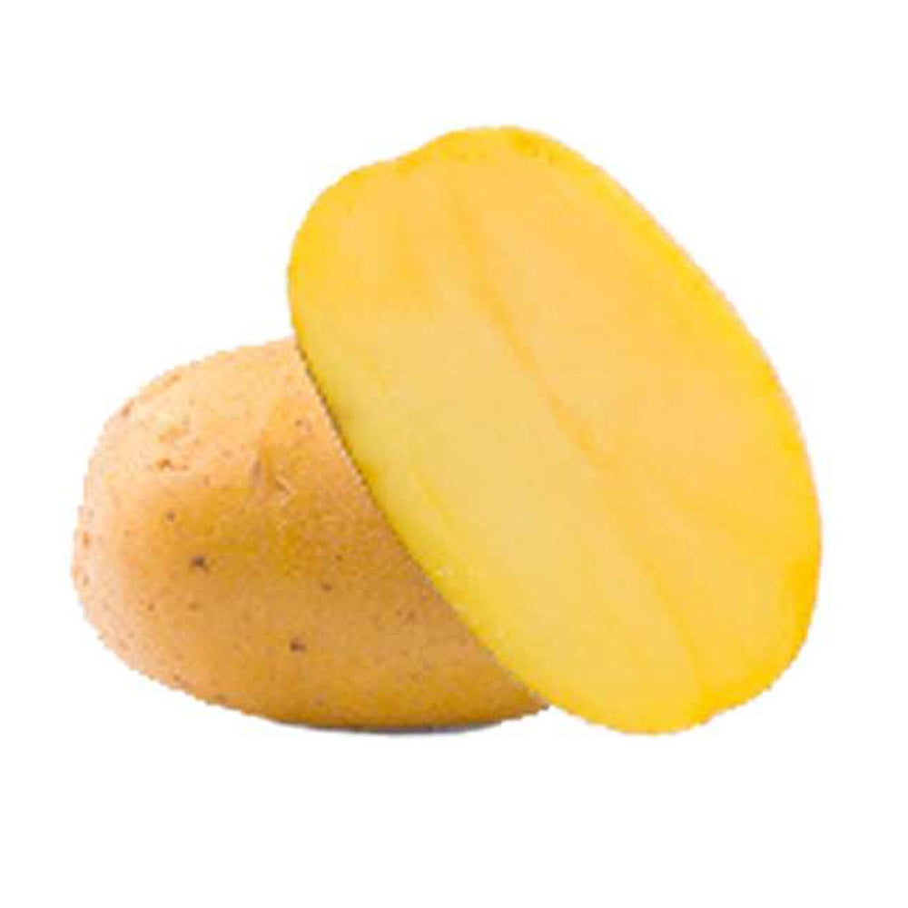 Aardappel 'Goldmarie' - BIO (x25) - Bakker