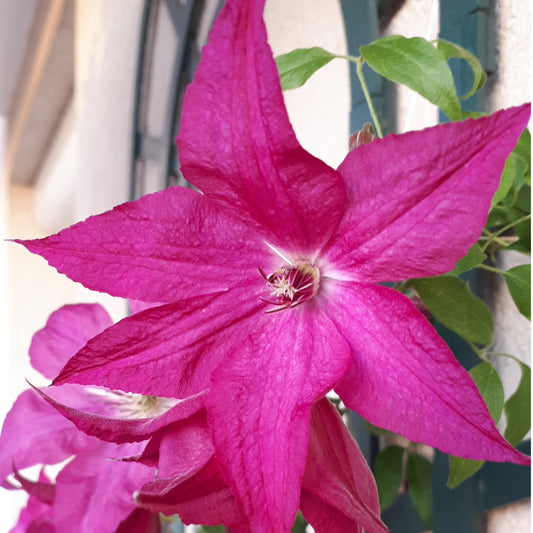 Bosrank 'Nancy' / 'Jour de la terre'® - Clematis integrifolia nancy jour de la terre®clemi