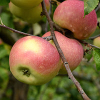 Appelboom 'Melrose' - Malus domestica melrose - Fruit