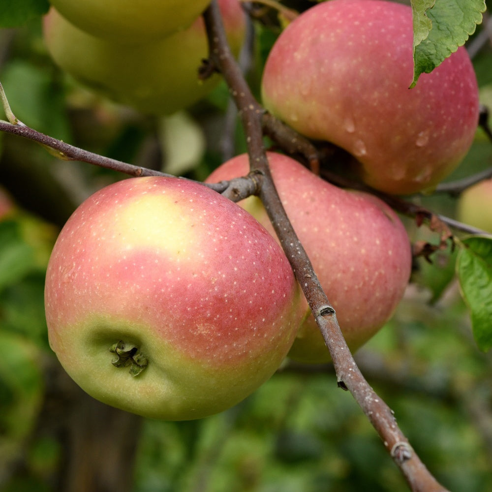 Appelboom 'Melrose' - Malus domestica melrose - Bakker