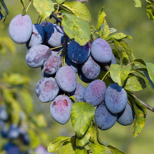 Pruimenboom 'Agen' - Prunus domestica agen - Fruit
