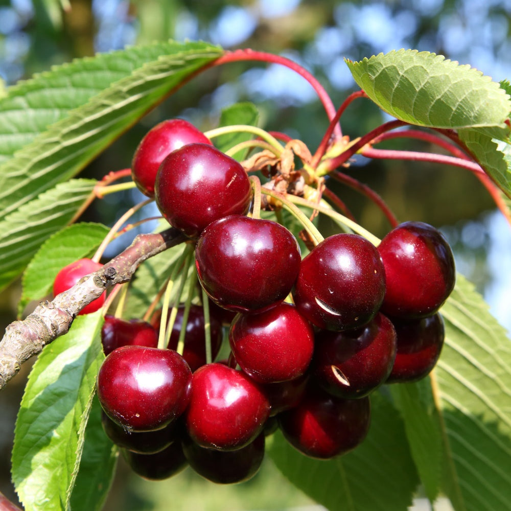 Bigarreau Kersen Hatif Burlat - Prunus avium bigarreau hatif burlat - Bakker
