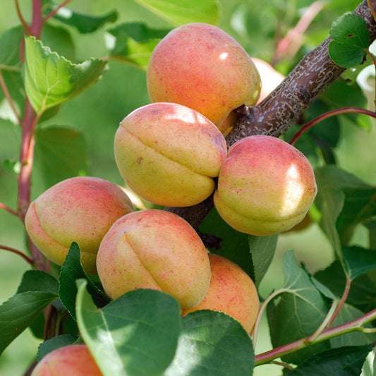 Abrikozenboom 'Rouge du Ruossillon' - Prunus armeniaca rouge du roussillon - Fruit