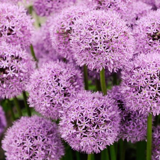 Sierui 'Gladiator' - Allium gladiator - Voorjaarsbloeiers