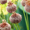 Allium Forelock (x2) - Allium forelock - Bloembollen