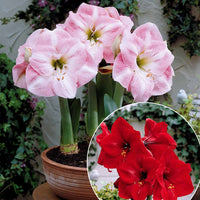 Dwergamaryllis Mix