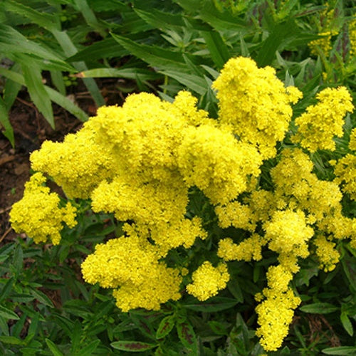 Gulderoede 'Little Lemon' - Bakker