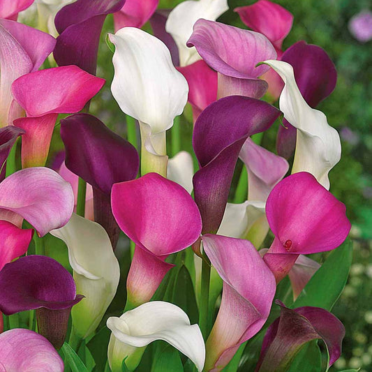 Calla Mix - wit + paars + roze (x3) - Zantedeschia - Zomerbloeiers