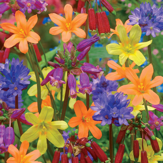 Bloembollen Mix voor borders, potten en balkon - Bakker